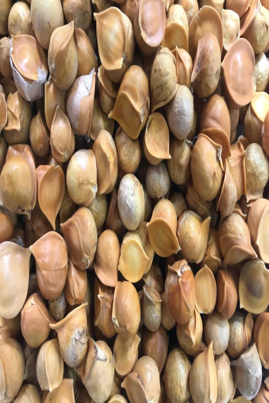 Wild Garlic (Himalayan Garlic) – Gul Kash